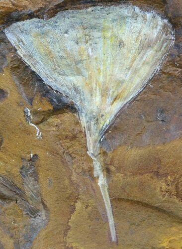 Fossil Ginkgo Leaf From North Dakota - Paleocene #58970